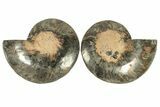Cut & Polished Ammonite Fossil - Unusual Black Color #267933-1